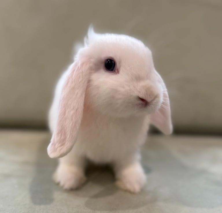 mini lop rabbit