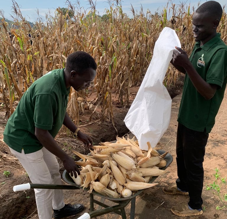 Our Interns (Amos and Hassan) harvesting Maize at Juba Demonstration Farm.