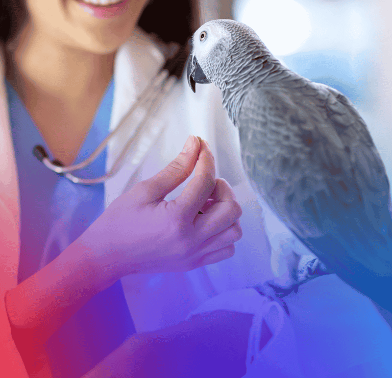 Exames para animais exóticos e selvagens