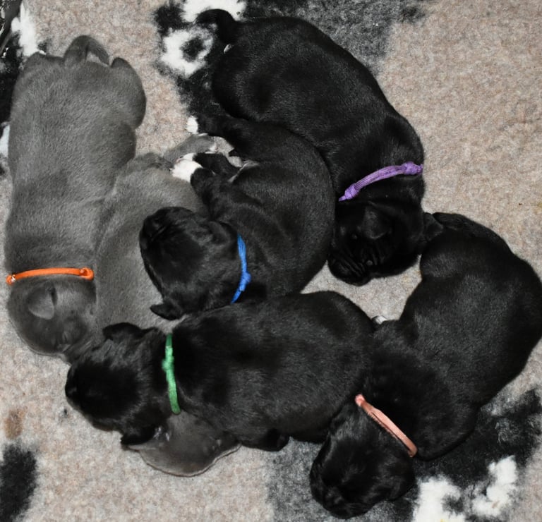 staffordshire bull terrier cuccioli nero e blu