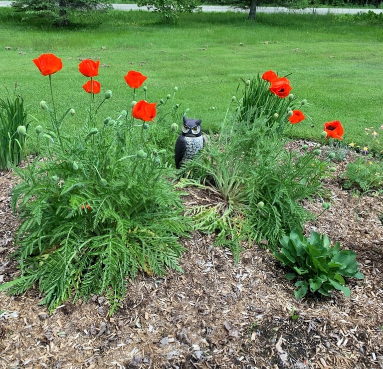 Vibrant red poppies blooming in a garden with a decorative owl decoy among green foliage.