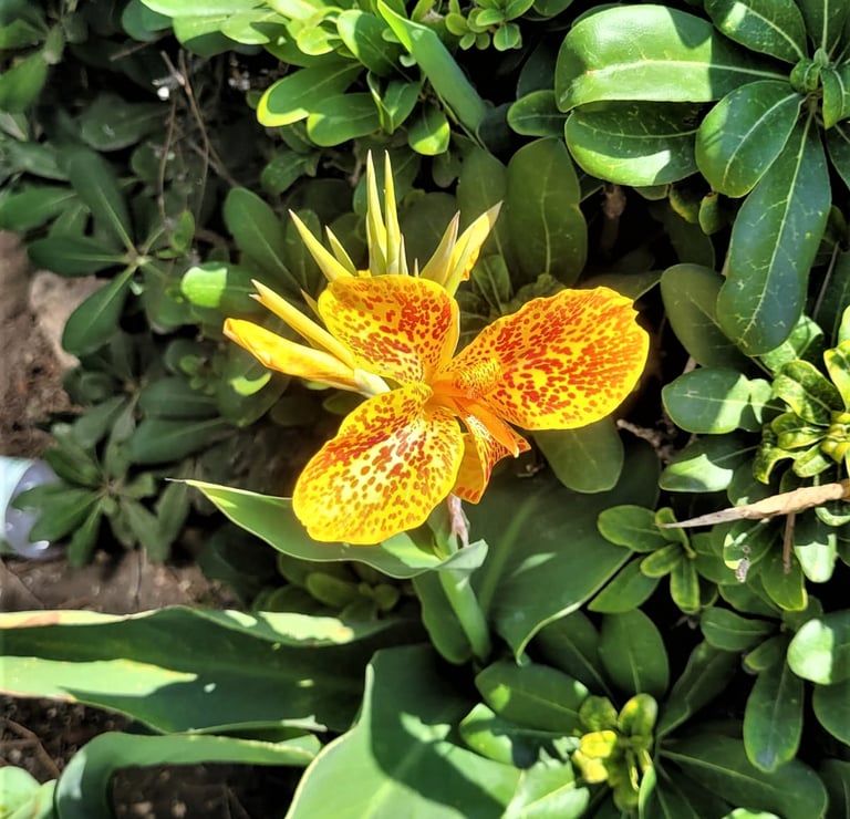 one yellow Canna Lily with red points