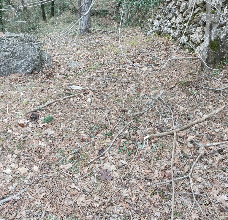 Small branches and twigs litter the footpaths