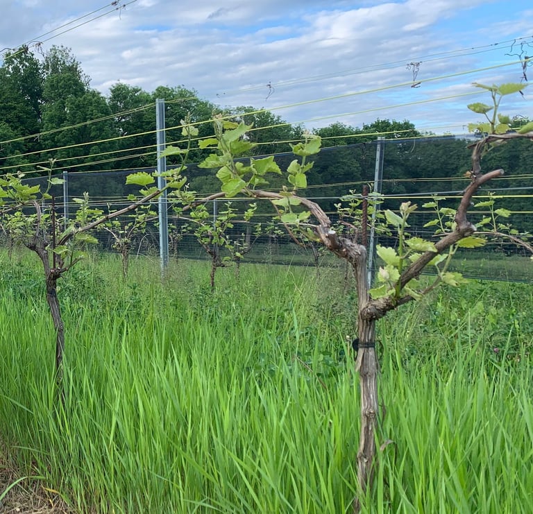 Weingarten beim Austrieb