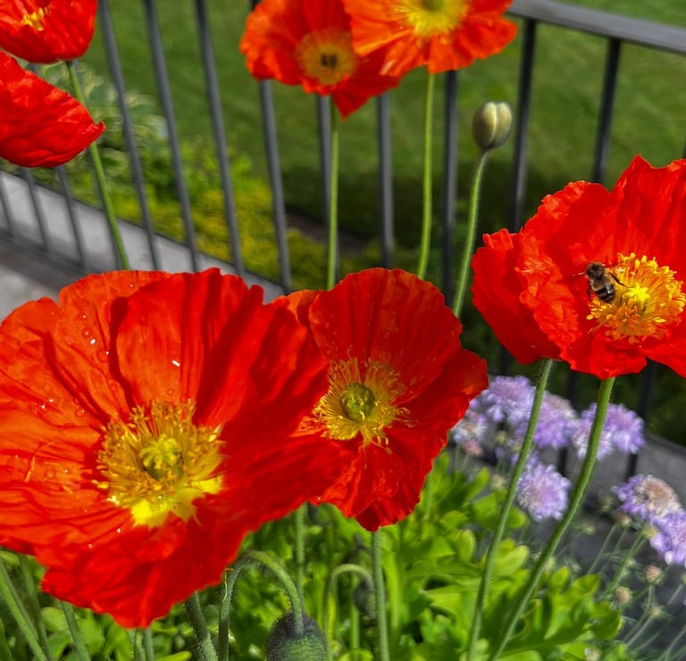 Flower display in Pots on balcony over mowed lawn in beautiful landscape