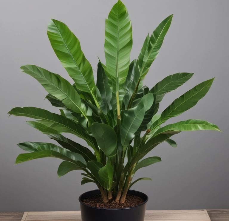 ZZ Plant (Zamioculcas zamiifolia)