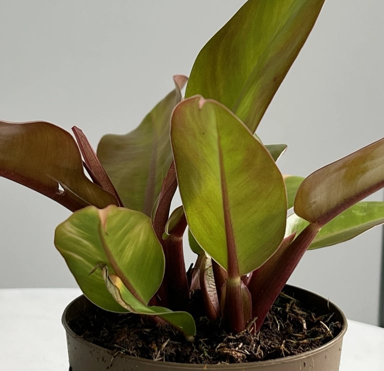 philodendron salvata