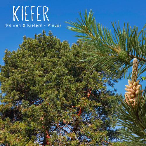 Kiefern und Föhren in der Baumheilkunde