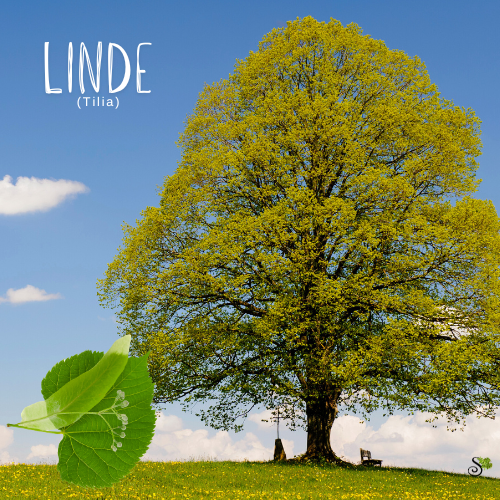 Linde - Baumheilkunde