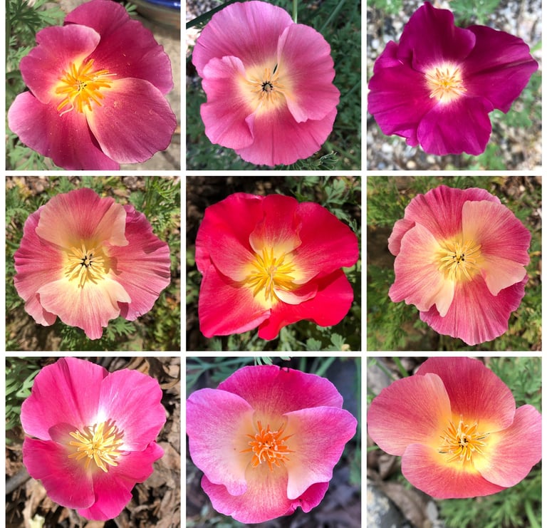 Photo collage of 9 pink California poppy flowers from a member's garden