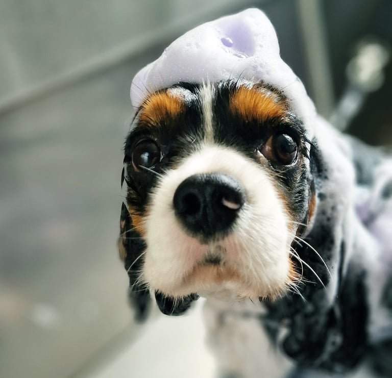 Bagno con shampoo personalizzato in totale relax