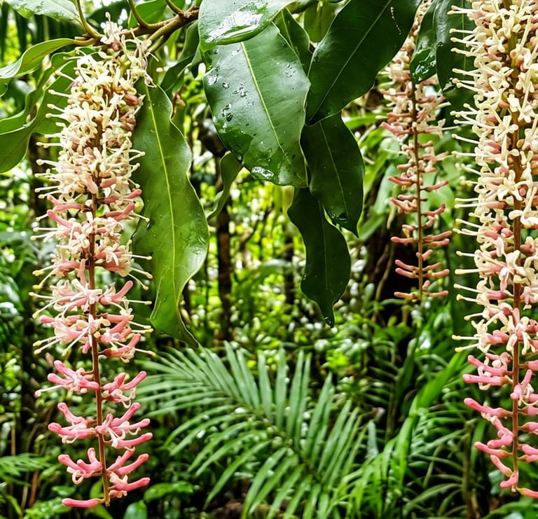 a closeup photo of australian macadamia flowers
