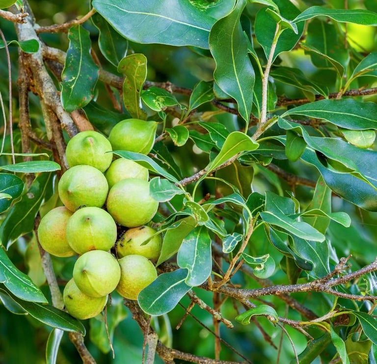 a close up opicture of macadamia nuts on a macadamia tree in Australia