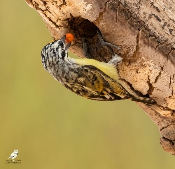 A Vieillot's Barbet with a red berry in its beak perched on a tree trunk in the wild.