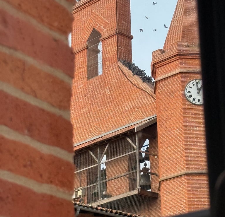 Intervention de capture Falco Eco Solutions pour des pigeons sur le toit d'une église