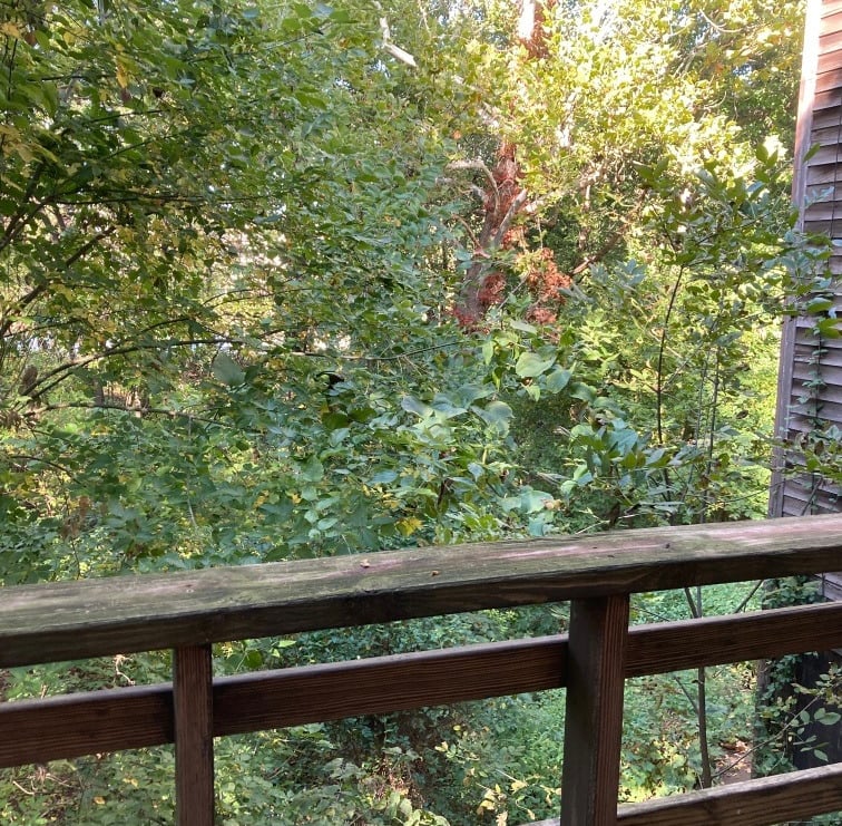 Looking out into the woods from a deck.