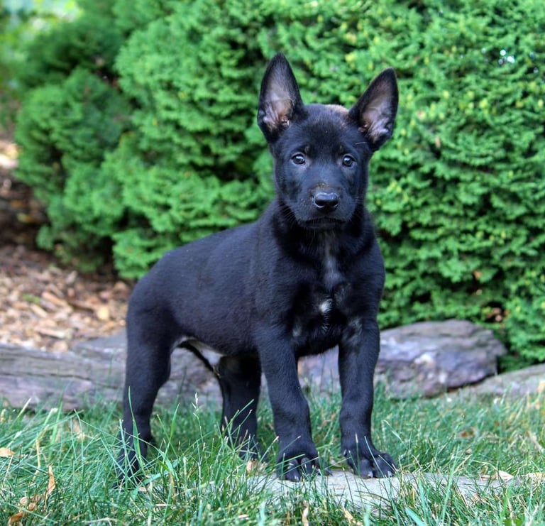 Belgian Malinois Puppies for Sale