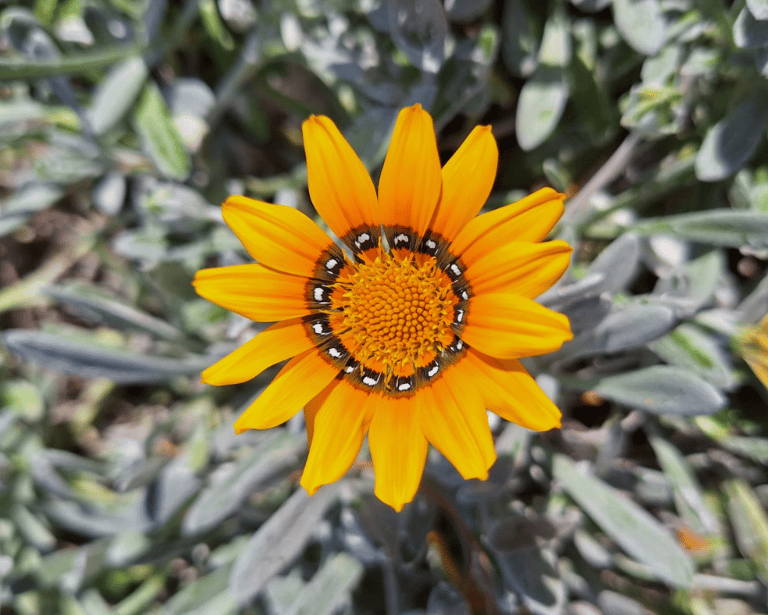 a small orange flower