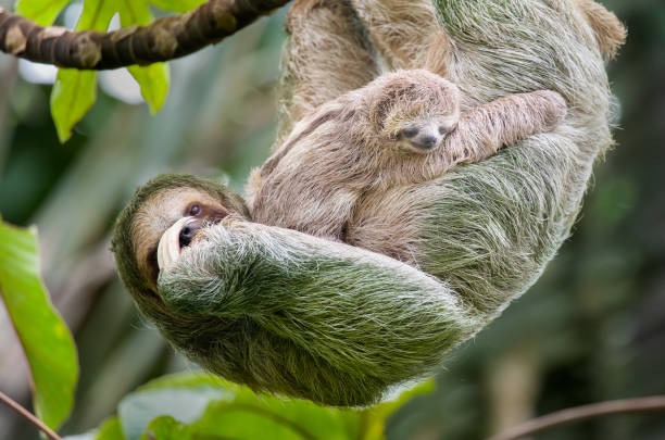 sloth hanging from a tree branch