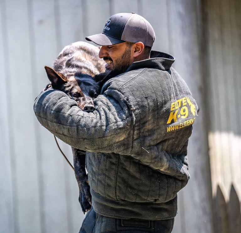 Trainer in a bite suit holding a working dog during protection training at Dynamic K9 in Tampa, FL.