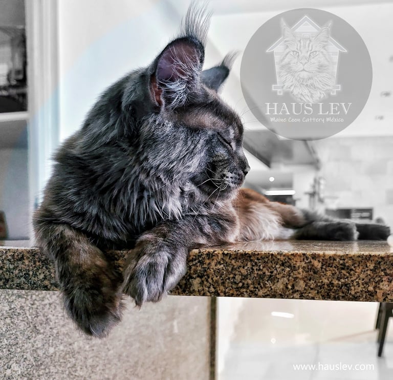 Gato Maine Coon Black Smoke Negro Humo en México, Maine Coon en Mexico, Precio Maine Coon en Mexico