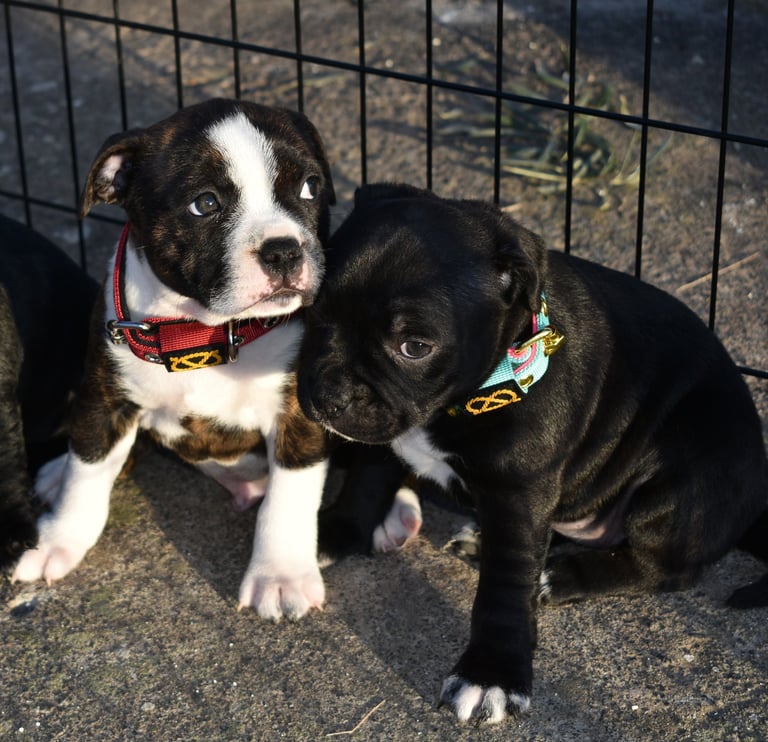 staffy fratelli tigrato e bianco e nero