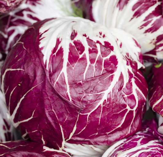 Radicchio