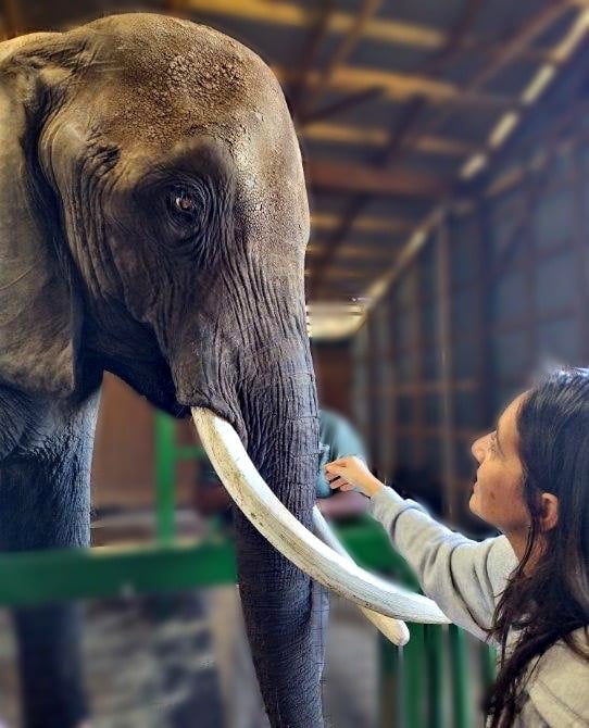 a woman is petting a large elephant