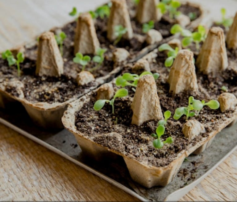 a tray of seedlings with a few small plants