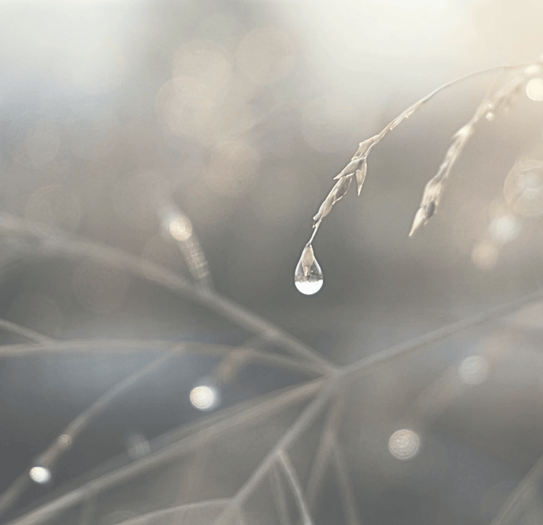 Macro of a clear water droplet hanging from a thin blade of grass, against soft golden bokeh.