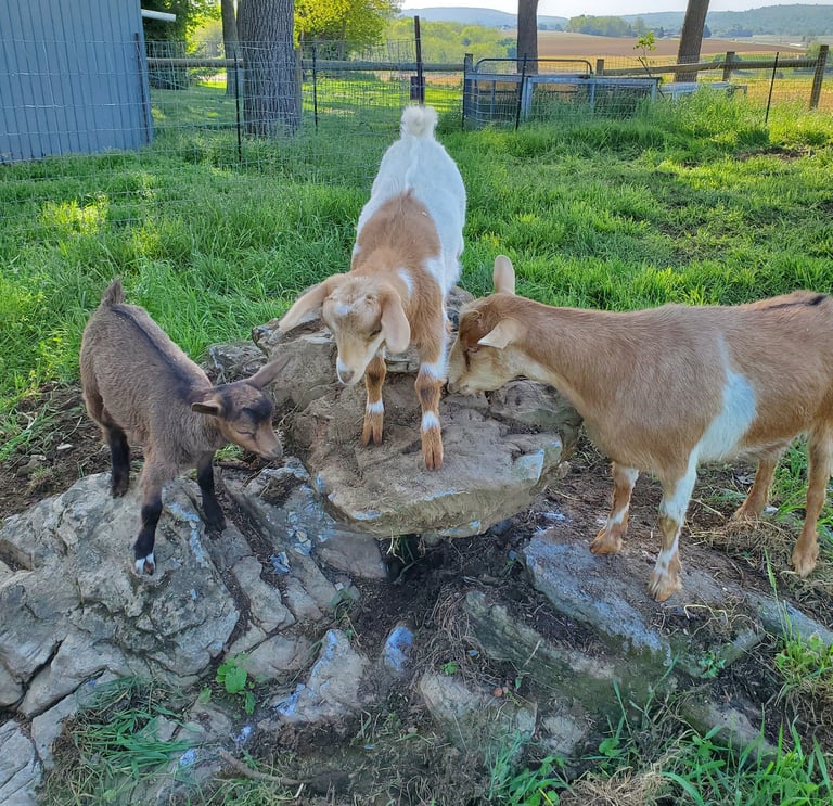 Fainting Goat Kids on Rock near Pennsylvania Farm