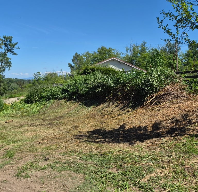 a grass feild leading to a fence with bushes growing beside it with a tree in the foreground