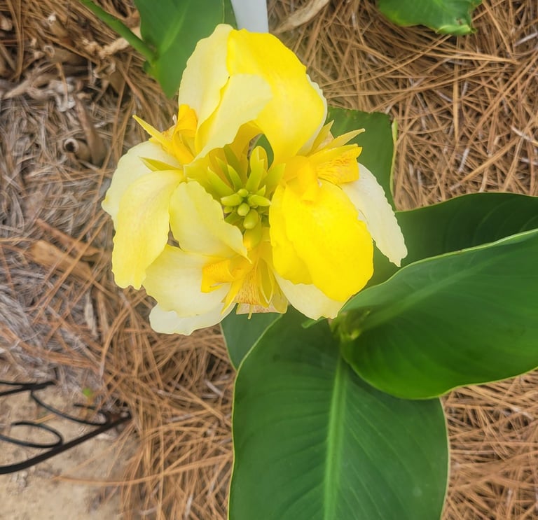 Yellow Cana lily 