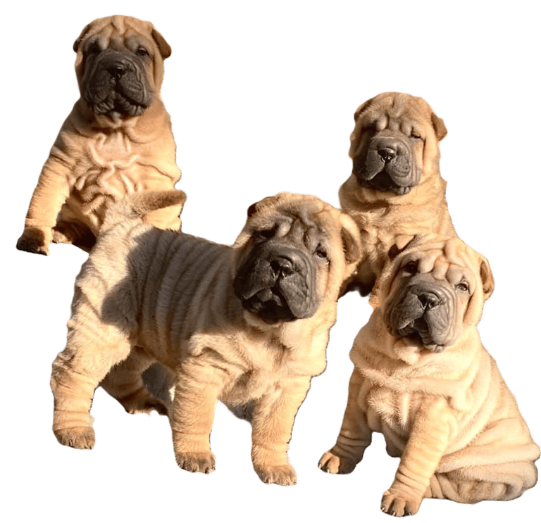 sharpei salerno