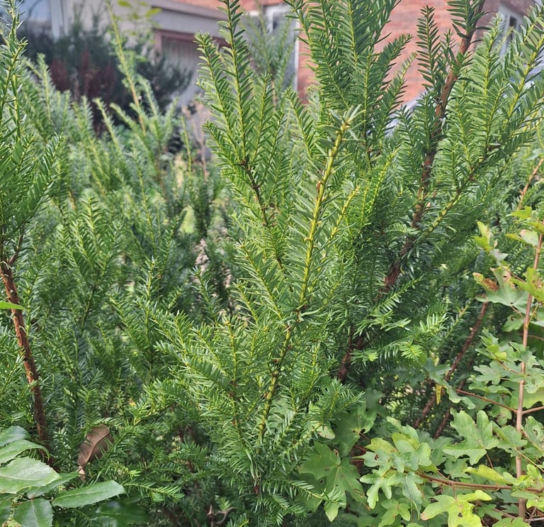 a shrub with green pine needles