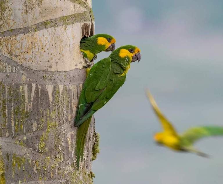 Ruta Loros Orejiamarillo en Anzoátegui Tolima, palmas de cera y avistamiento de aves