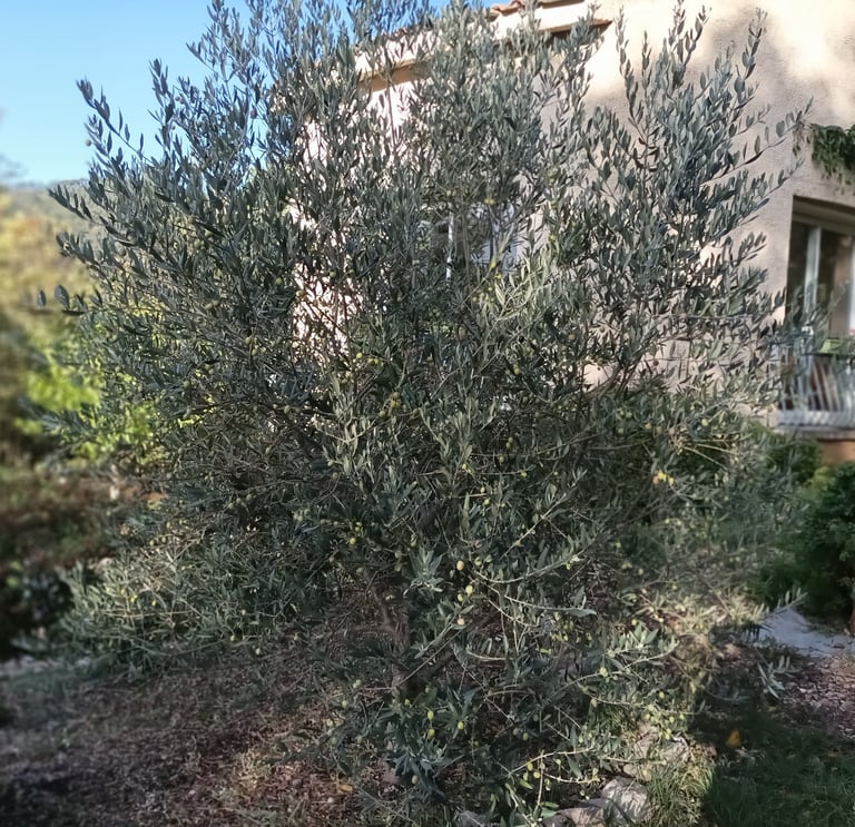 The flourishing olive tree