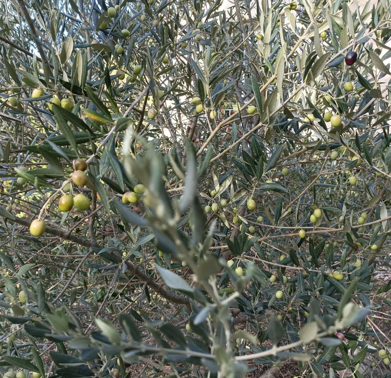 Plenty of Olives