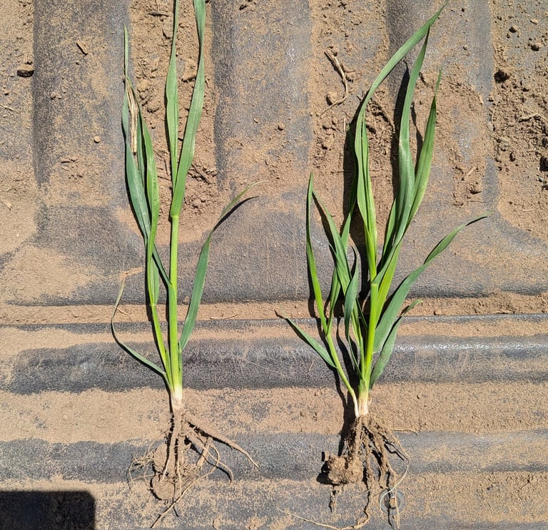 comparison of early season cereal plants between regenerative and conventional practices