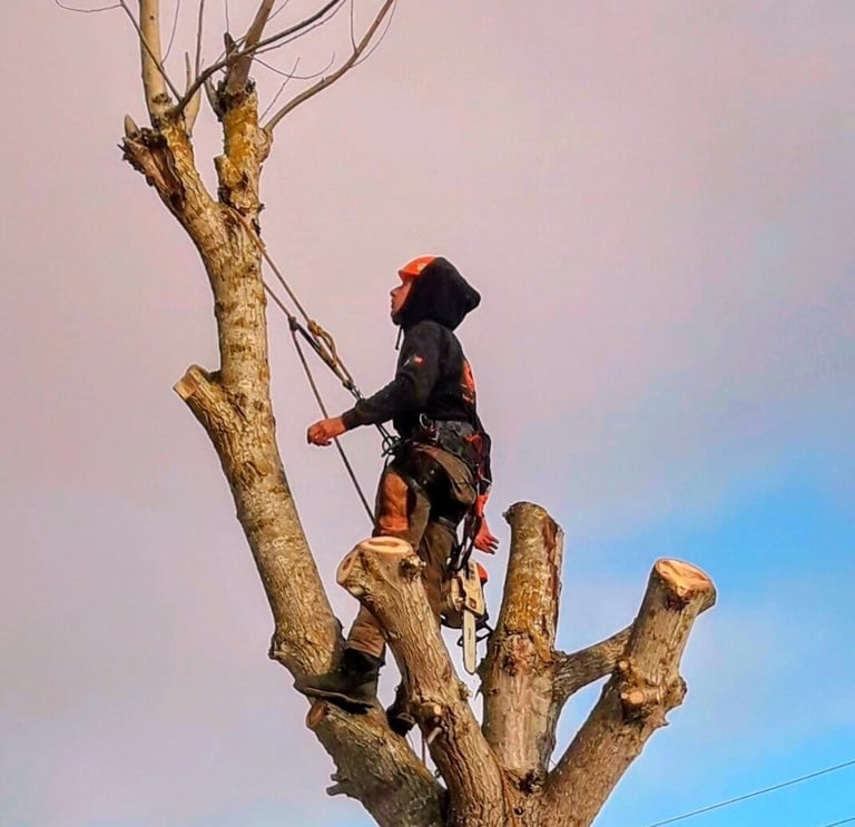 Professional arborist in safety gear climbing a tall tree for pruning and maintenance services.