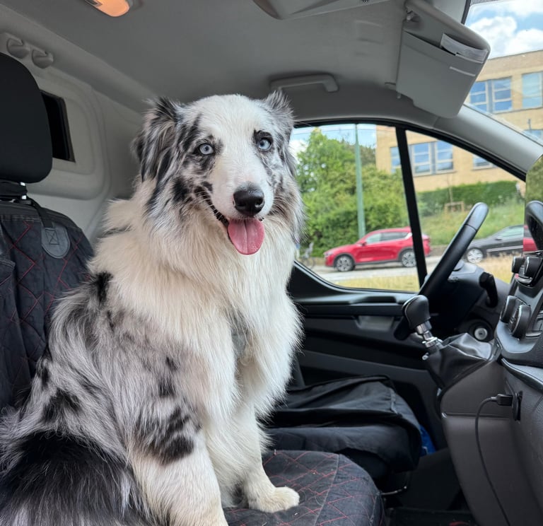 dog taxi, veterinary, groomer 