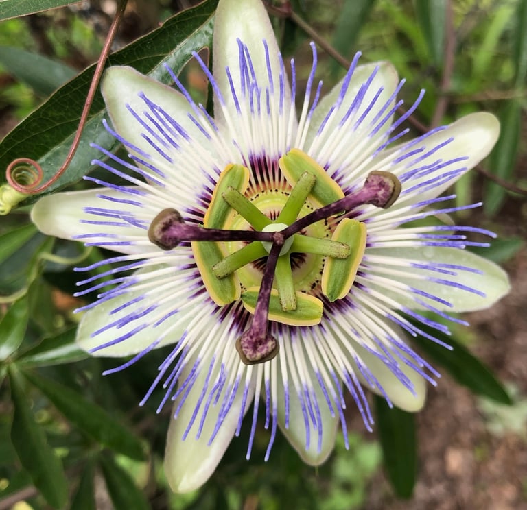 A passion flower in a club member's garden.