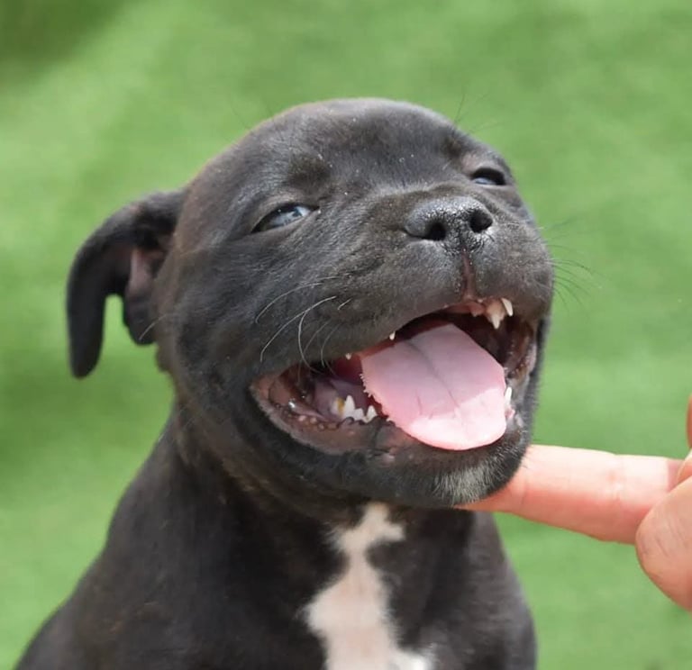 cuccioli grecalestaffs staffordshire bull terrier con pedigree Enci allevamento Sicilia Italia