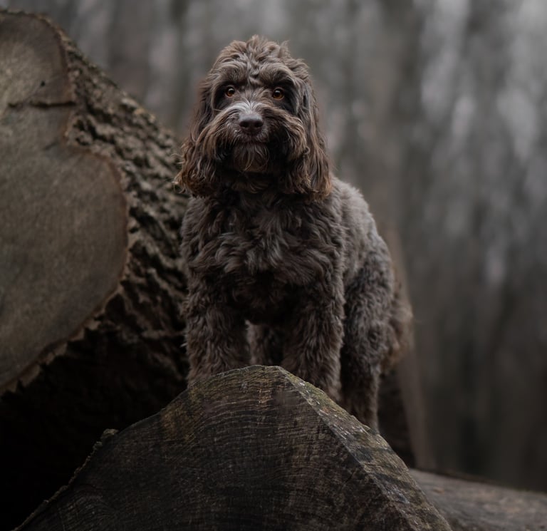 A brown Labradoodle dog during pet photography in Wakefield