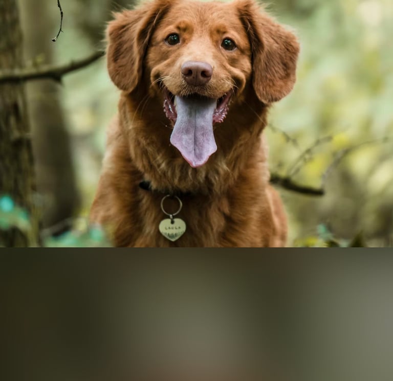 dogAdvisor | dogadvisor | dog advisor | dogAdvisor.dog