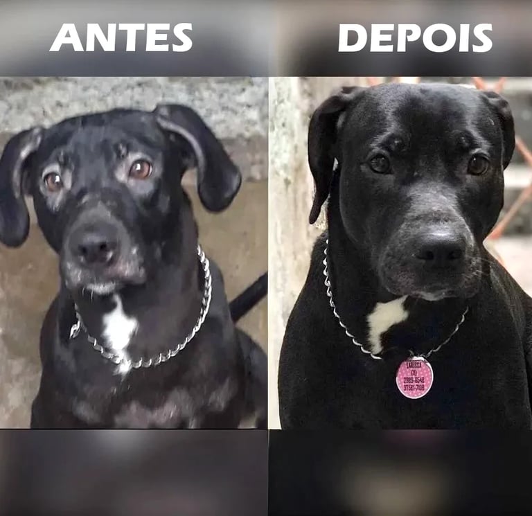 Suplemento para Cães Pele Saudável e Pelagem Brilhante