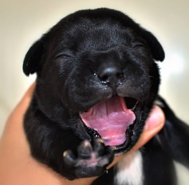 Cucciolo Nero appena nato di Staffordshire Bull Terrier in allevamento Grecalestaffs