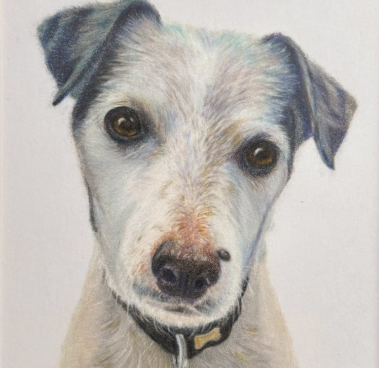Coloured pancil drawing of a white Terrier dog