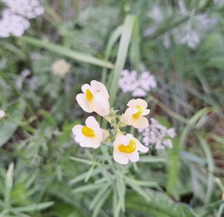 a yellow weed with four yellow flowers