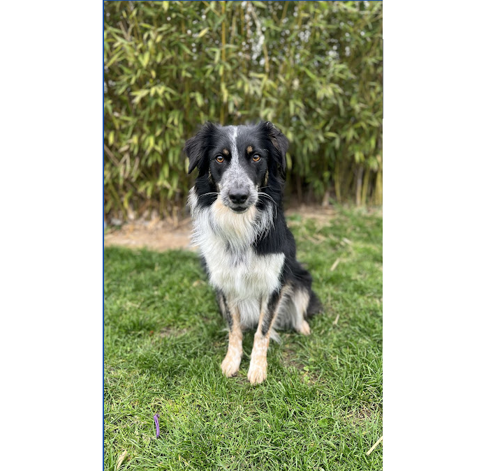 un chien assis sur la pelouse dans le jardin